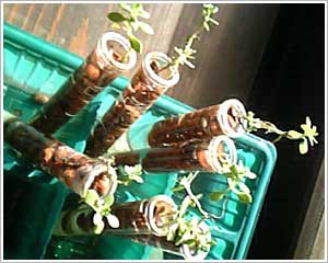 実験中の万年草
