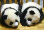 panda.jpg