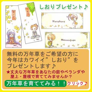 万年草を希望の方にもれなくカワイイしおりが付いてきます♪