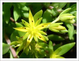万年草:黄色い星型の花がきれいです